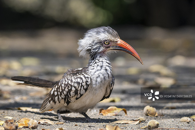 南方红嘴犀鸟图片素材