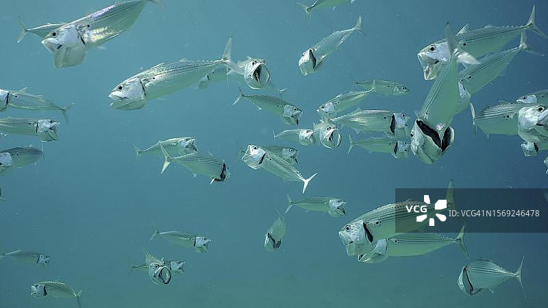 阳光明媚的红海蓝水中吞食浮游生物的鲭鱼群（埃及萨法加）图片素材