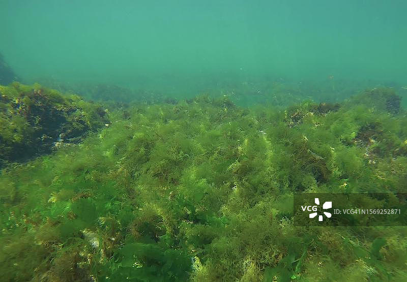 覆盖着绿藻海生菜的礁石，位于乌克兰敖德萨黑海图片素材