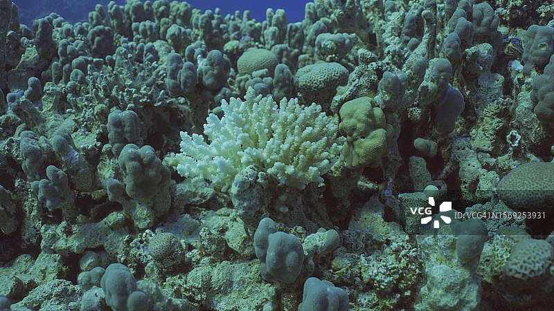 气候变化和全球变暖导致海水过度升温，珊瑚白化死亡。埃及萨法加红海的脱色珊瑚图片素材