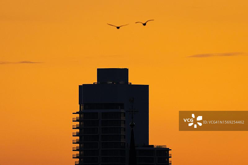 傍晚时分，两只鸟飞过法兰克福天际线的摩天大楼（德国黑森州，美因河畔法兰克福，奥斯塔芬）图片素材