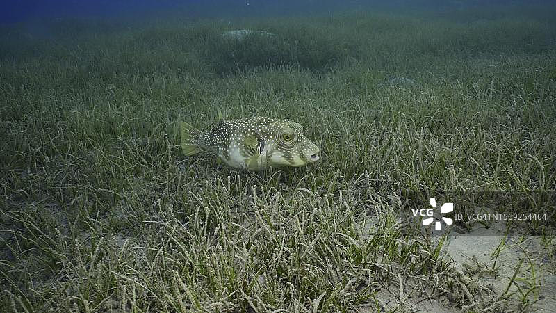 白斑河豚畅游于红海的草海中（埃及萨法加）图片素材