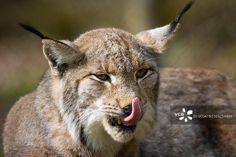 动物园里的猞猁在其森林围栏中漫游并舔着鼻子，德国黑森州魏尔堡动物园图片素材