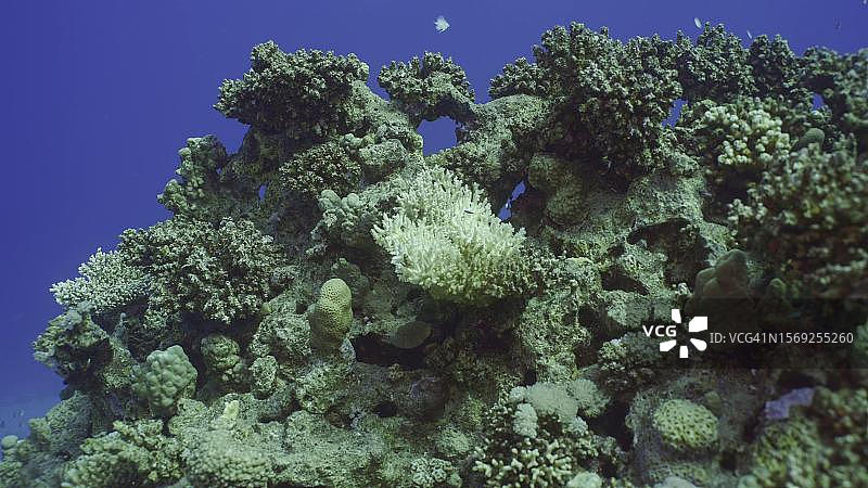 气候变化和全球变暖导致海水过度升温，珊瑚白化死亡。埃及萨法加红海的脱色珊瑚图片素材