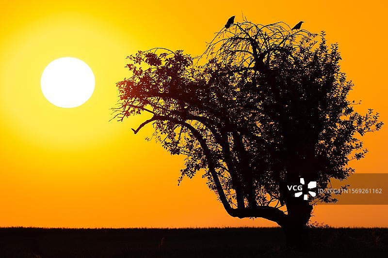 日出时分的树木剪影，两只乌鸦栖息在树顶，德国黑森州法兰克福图片素材