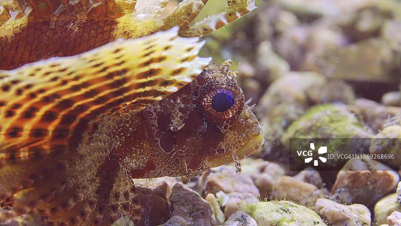 阳光下沙石底部的蓝眼鱼特写，产自红海图片素材