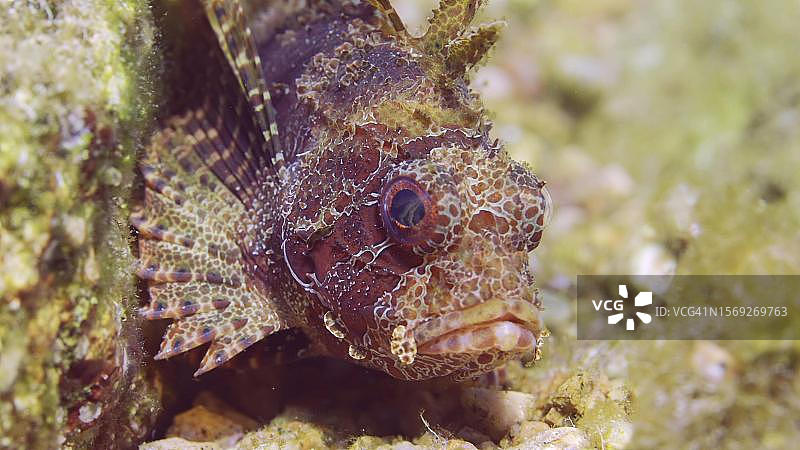 日落时分，红海中的蓑鲉：躺在沙石底部的条纹蓑鲉图片素材