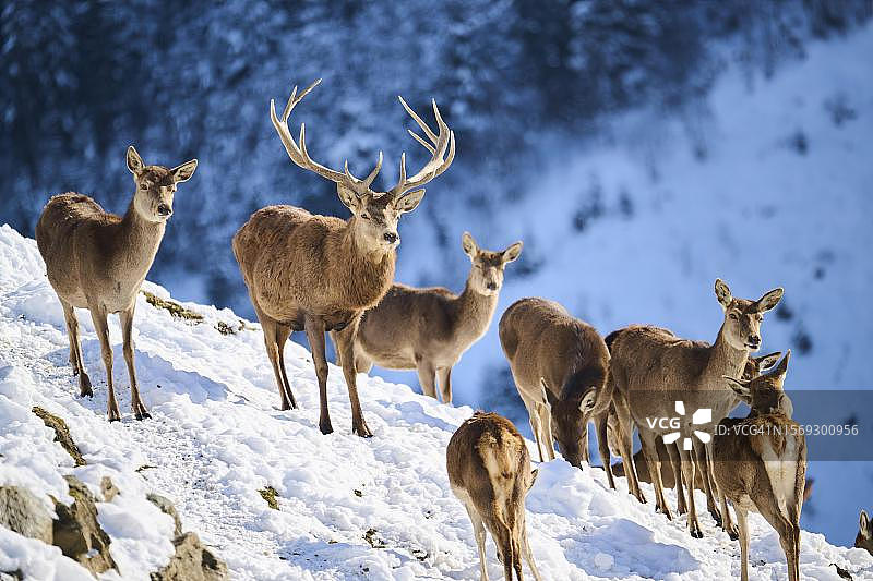 奥地利基茨比厄尔雪地草甸上的雄性赤鹿图片素材