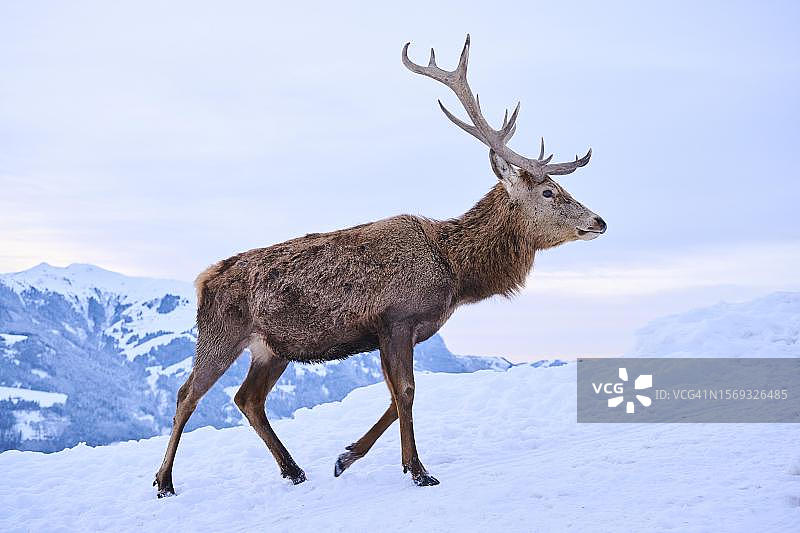 奥地利蒂罗尔州基茨比厄尔，奥拉赫野生动物园雪地草甸上的马鹿图片素材
