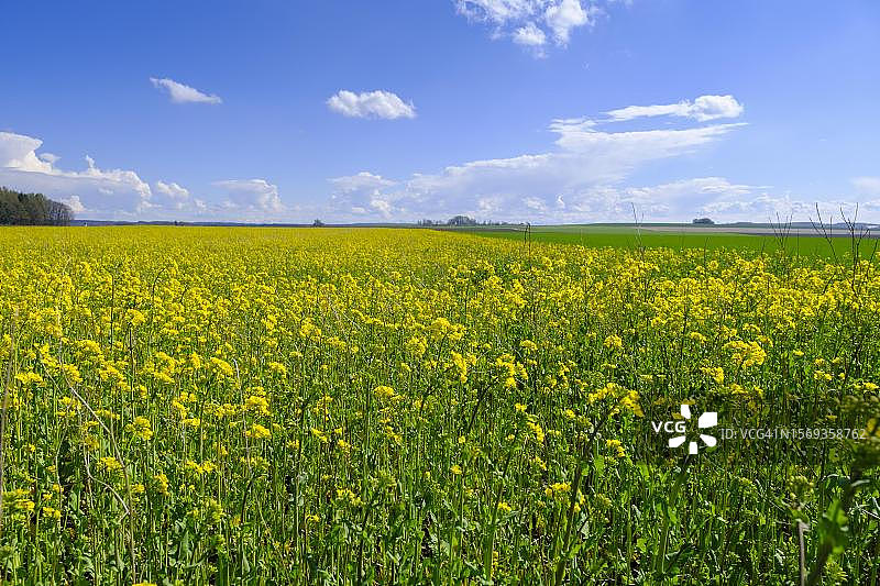 德国巴伐利亚威尔附近的油菜田图片素材