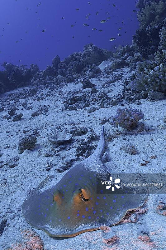 蓝点条尾魟（Taeniura lymma），在埃及红海Fury Shoals礁潜水点图片素材