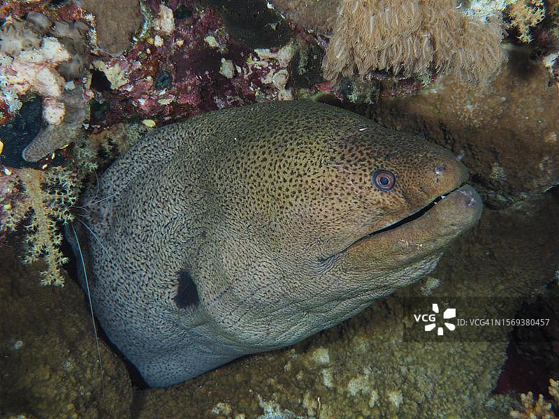 埃及红海，圣约翰潜水点，巨型海鳝特写图片素材