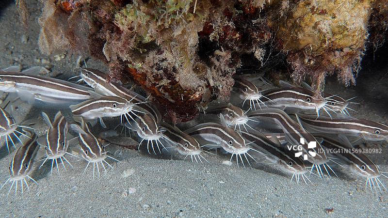 条纹鳗鲶鱼(Plotosus lineatus)幼鱼群。潜水点House Reef,红海El Quesir红树林湾,埃及图片素材
