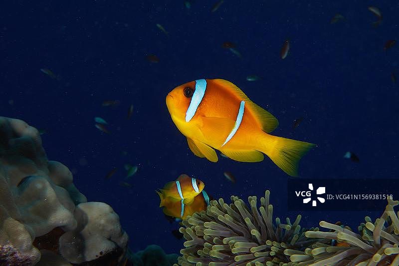 红海双带小丑鱼图片素材