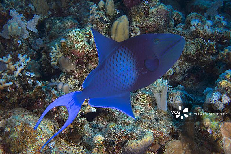 红齿鳞鲀，红海，埃及图片素材