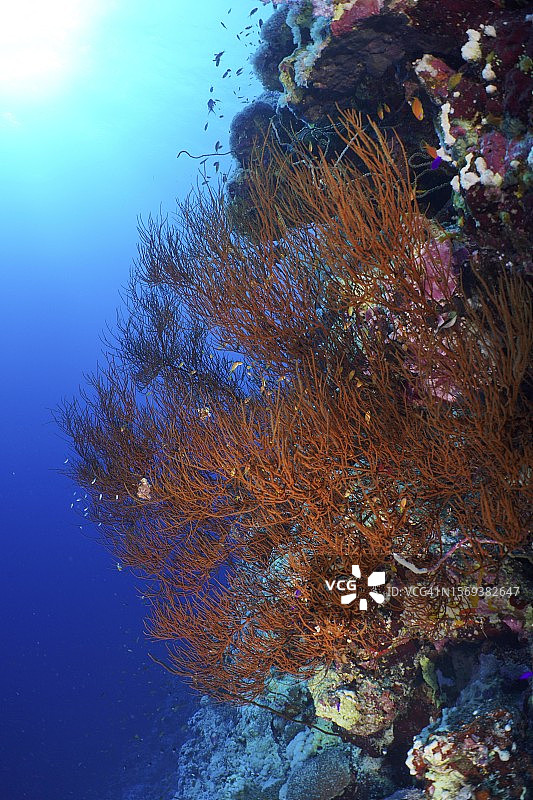 黑珊瑚（双叉真 Antipathella），圣约翰礁潜水点，红海，埃及图片素材