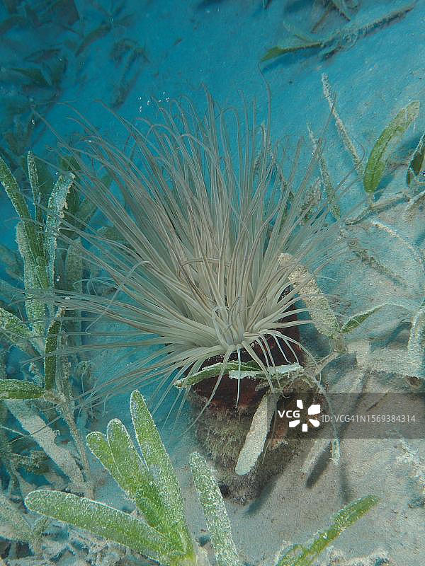 管栖海葵，红海，埃及图片素材