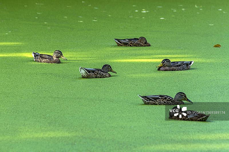 绿头鸭在德国黑森州池塘与浮萍中嬉戏图片素材