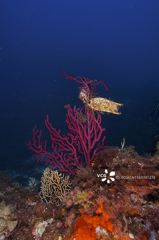 地中海中附着在紫红色海鞭上的大斑猫鲨卵囊，法国蓝色海岸希耶尔附近图片素材