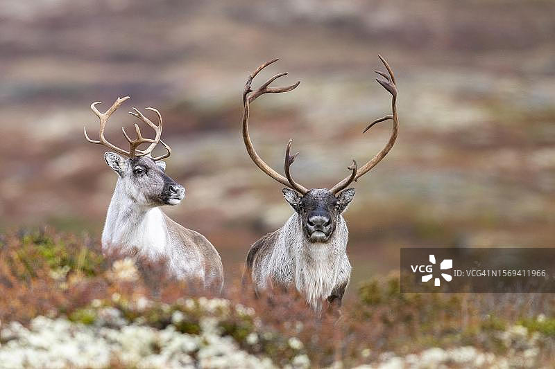 秋季苔原的野生山地驯鹿，位于挪威弗罗尔霍格纳国家公园图片素材