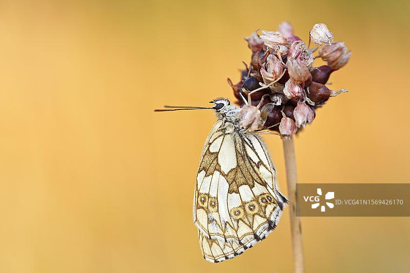 德国萨克森-安哈尔特州中部易北河生物圈保护区，冷麻痹状态下大理石纹猫眼灰蝶在蒜上的照片图片素材