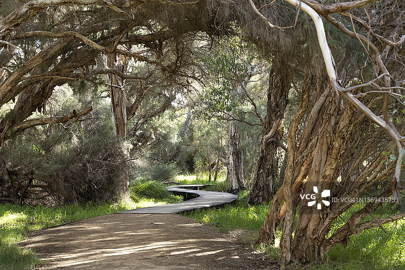 穿过沼泽的木板路图片素材