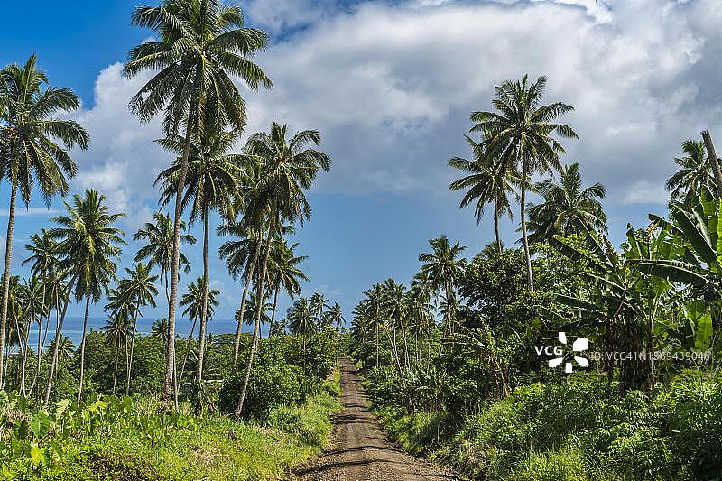 斐济塔韦乌尼岛南海岸的棕榈树林图片素材