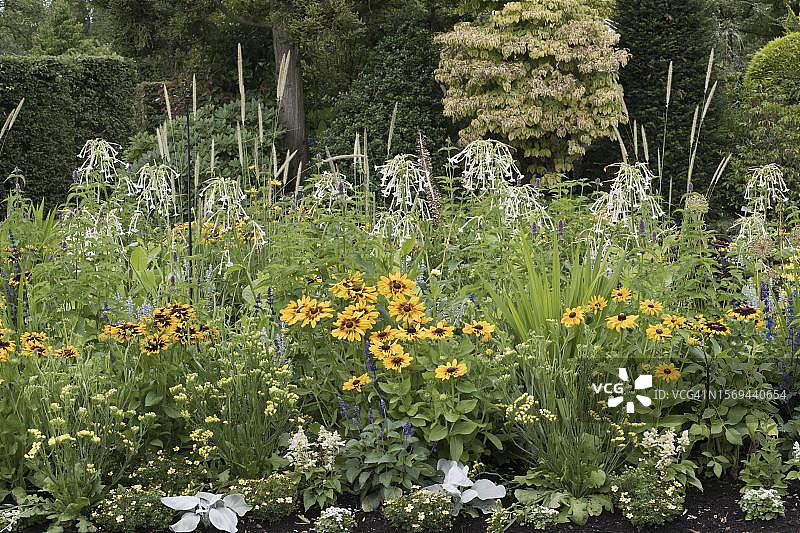 下萨克森的多年生花坛，有雏菊和观赏烟草图片素材
