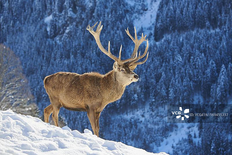 奥地利蒂罗尔州基茨比厄尔，奥拉赫野生动物园雪地草甸上的马鹿图片素材
