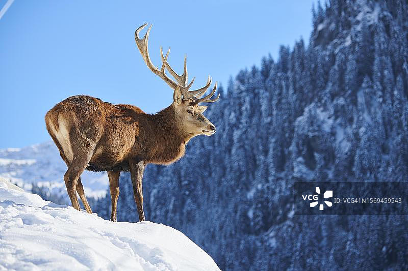 奥地利蒂罗尔州基茨比厄尔，奥拉赫野生动物园雪地草甸上的马鹿图片素材