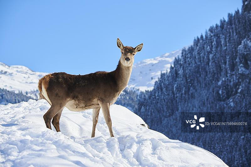 奥地利蒂罗尔山区雪地草甸上的马鹿图片素材