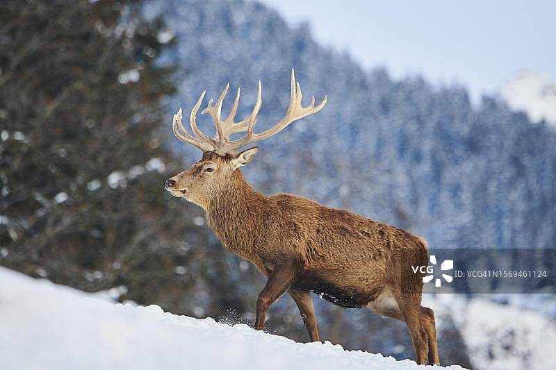 奥地利蒂罗尔州基茨比厄尔，奥拉赫野生动物园雪地草甸上的马鹿图片素材