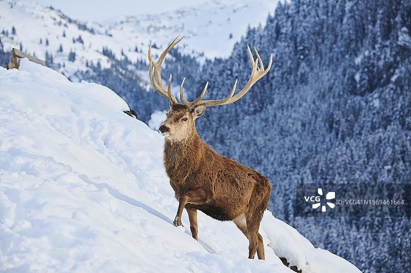 奥地利蒂罗尔州基茨比厄尔，奥拉赫野生动物园雪地草甸上的马鹿图片素材