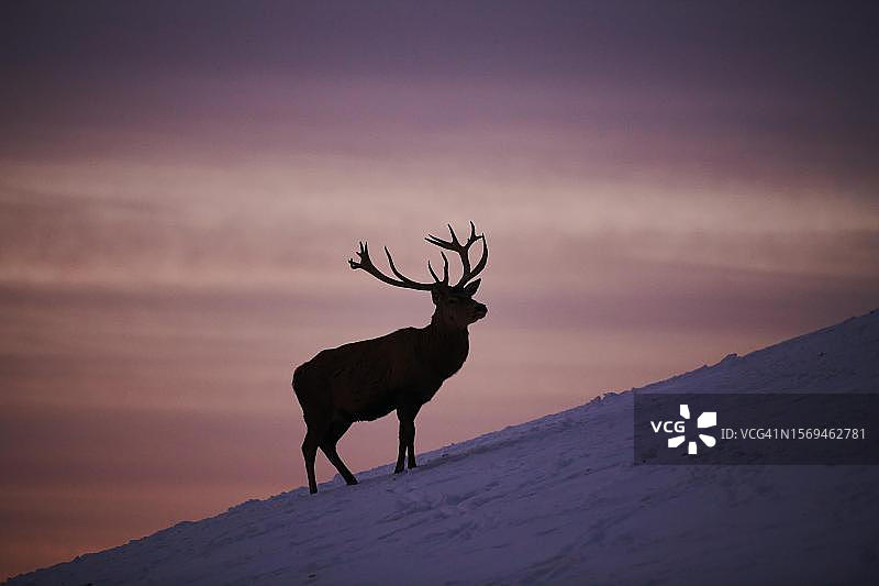 奥地利基茨比厄尔山区雪地日落下的马鹿图片素材