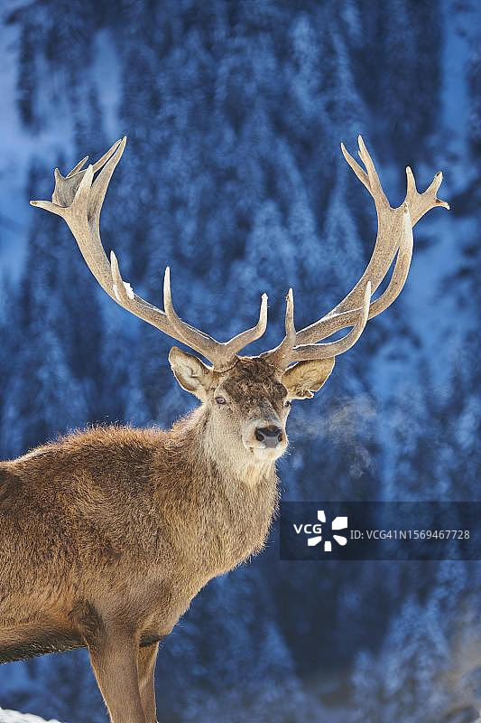 奥地利蒂罗尔州基茨比厄尔，奥拉赫野生动物园雪地草甸上的马鹿图片素材