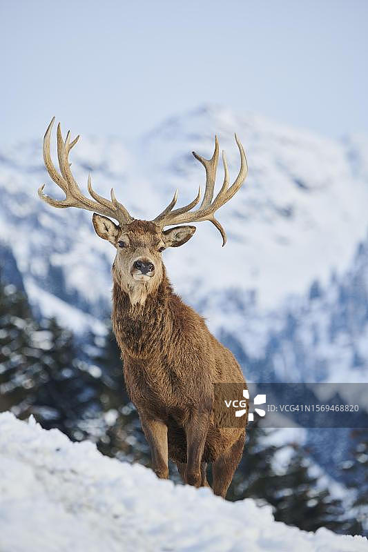 奥地利蒂罗尔州基茨比厄尔，奥拉赫野生动物园雪地草甸上的马鹿图片素材