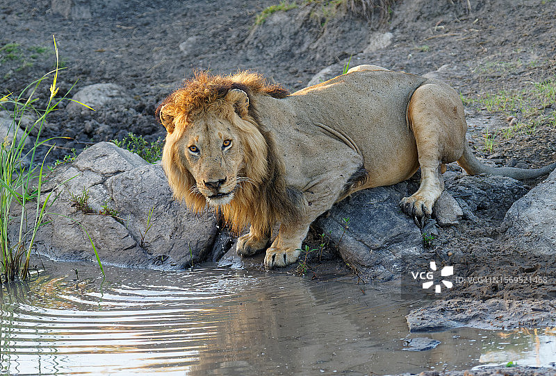 鬃毛雄狮饮水图片素材