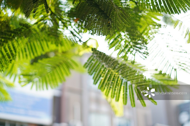 黄花豆科植物图片素材