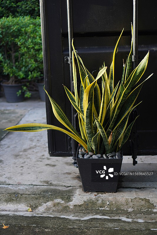 虎尾兰图片素材