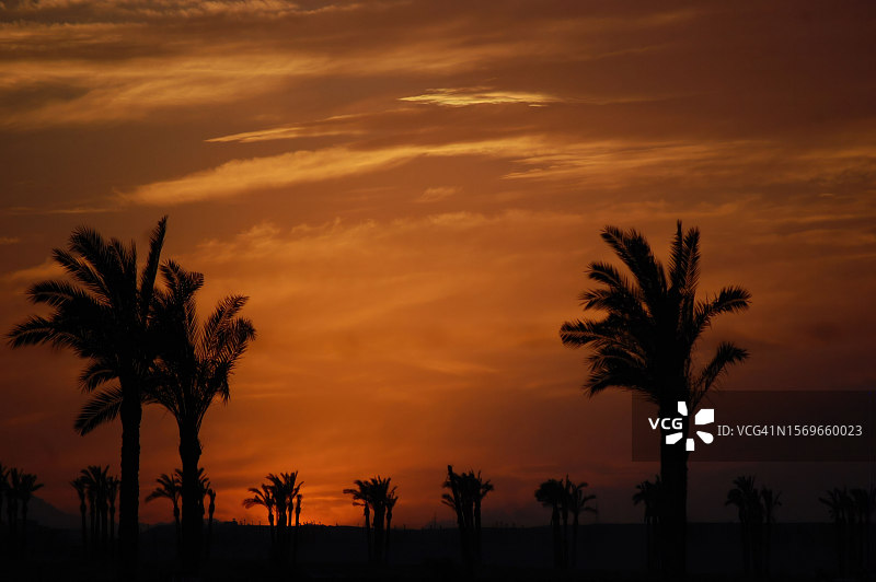 日落时分的棕榈树剪影图片素材