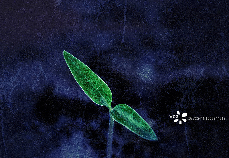 带有纹理的幼苗图片素材