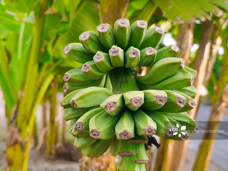 一堆绿色香蕉图片素材