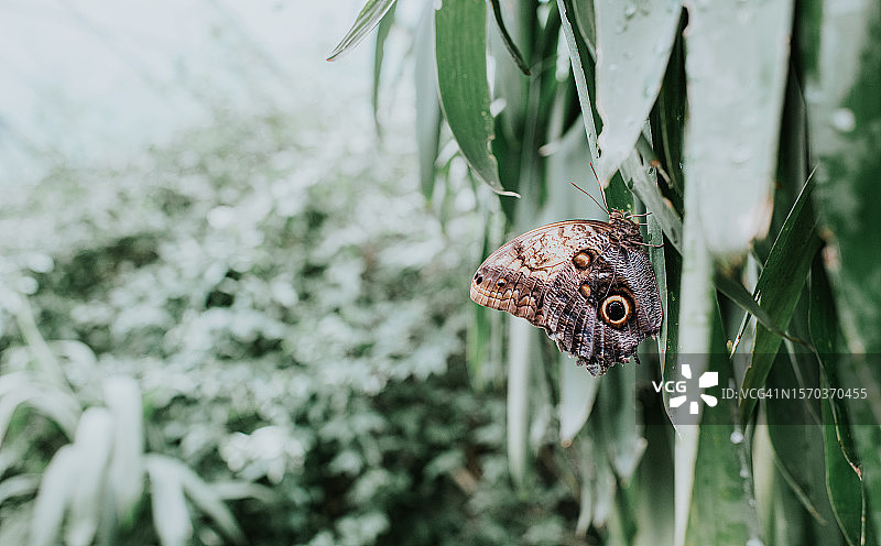叶子上的蝴蝶图片素材