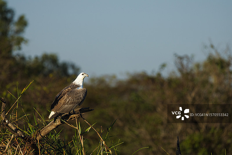 白腹海雕图片素材