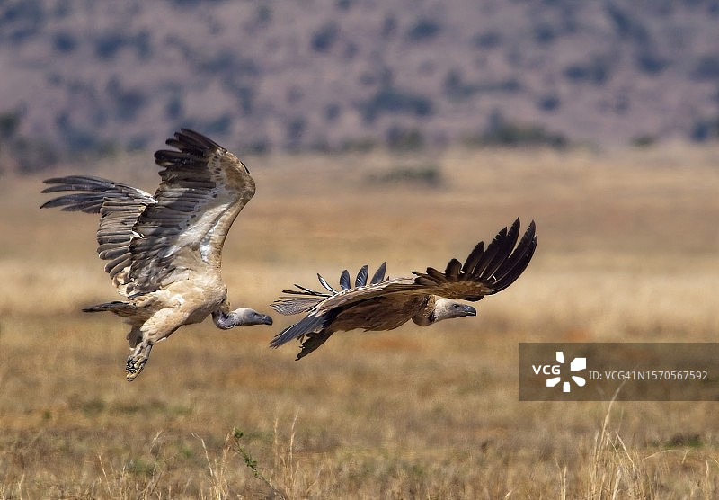 飞行中的秃鹫角。图片素材