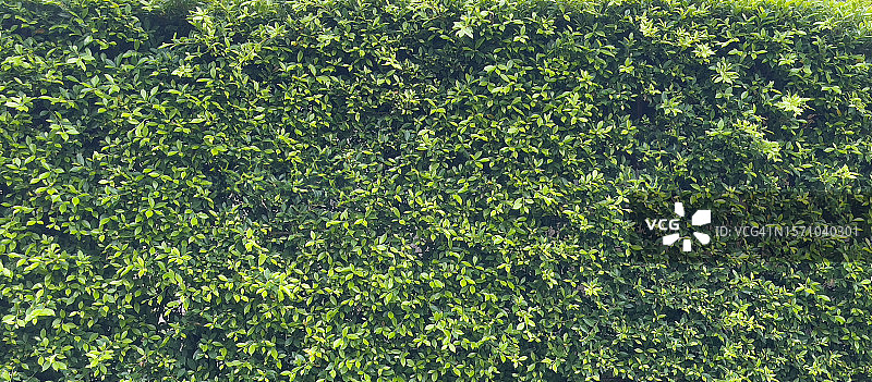 绿色树叶无缝纹理背景图片素材