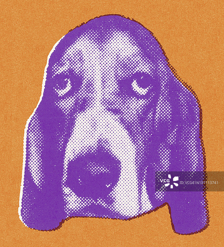 巴塞特猎犬图片素材