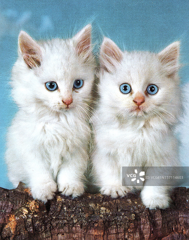 两只白色小猫图片素材