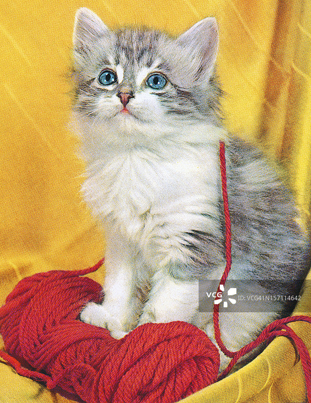 灰色小猫与纱线图片素材