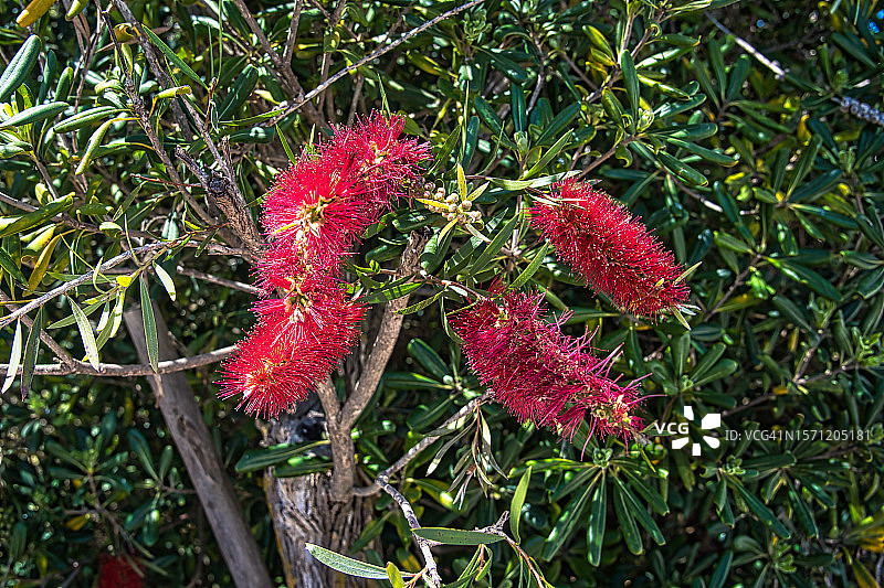 红千层图片素材